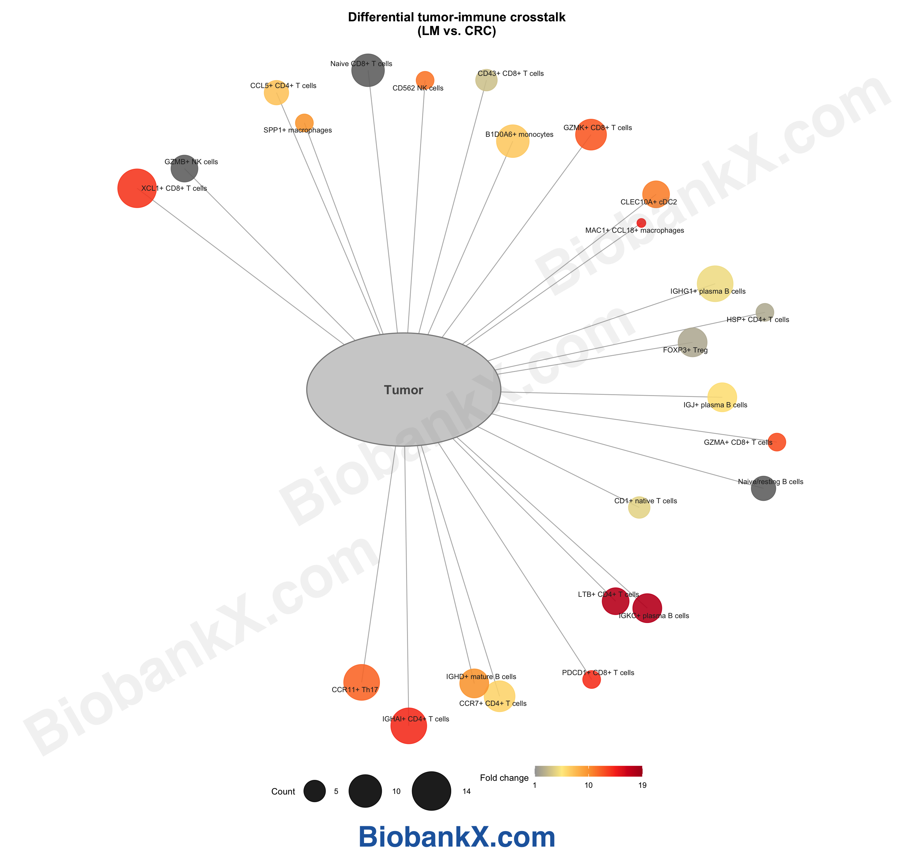 肿瘤-免疫交互网络图