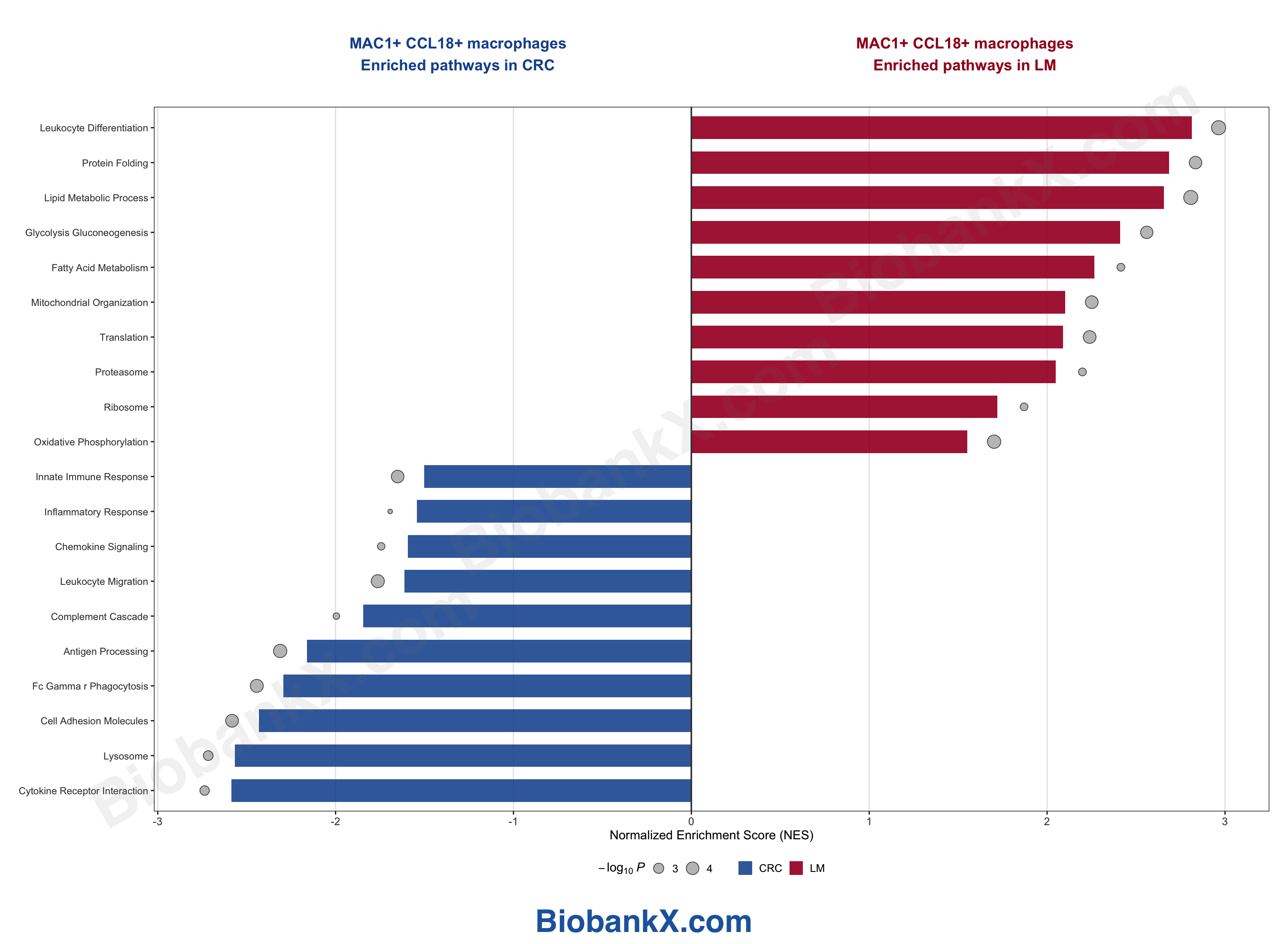 通路富集柱状图